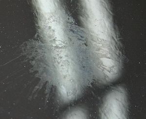 Vyleptaná vrstva laku po vtáčom truse